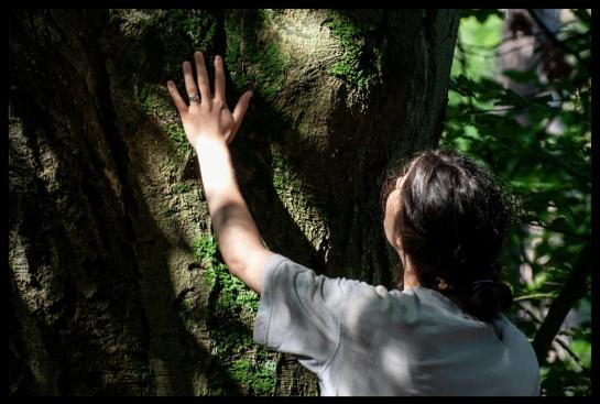Une personne touche un arbre
