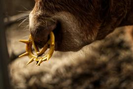 Un museau de vache en gros plan