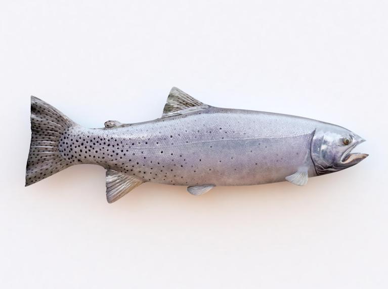 Un poisson sur fond blanc